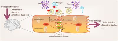 Research progress on perioperative blood-brain barrier damage and its potential mechanism